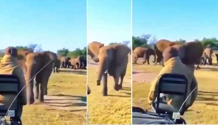 Elephant in Angry mood reflects its running talent