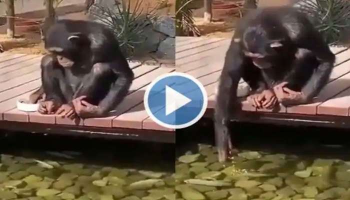 Chimpanzee Viral Video: Chimpanzee feeds Fish, Netizens Impressed 