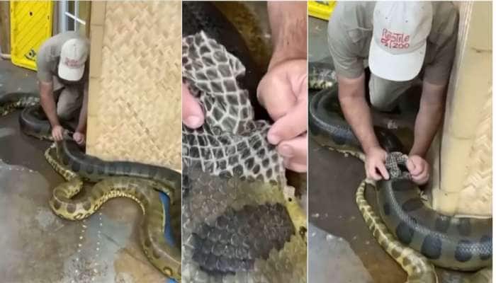 Snake skin looks like its dress video goes viral 
