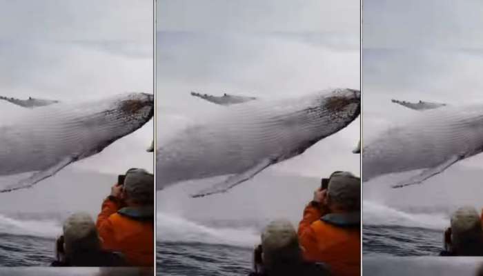 Whale Jump in Ocean surprising tourists