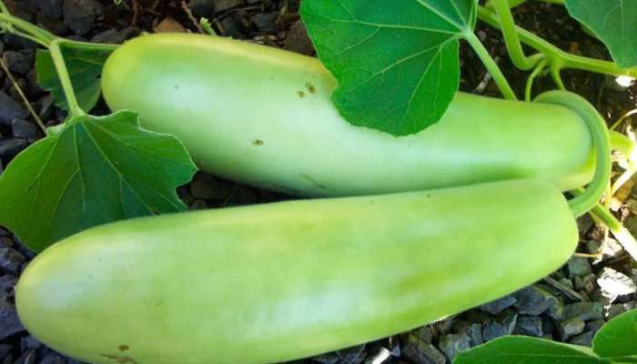 Gourd Benefits: சிறுநீரகத்தை சீர்படுத்தும் சுரைக்காய், நன்மைகள் என்ன title=