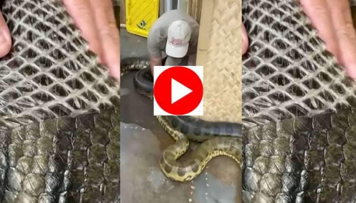 Snake Skin Video: பாம்புத் தோல் உரிக்கும் வீடியோ சமூக ஊடகங்களில் வைரலாகிறது