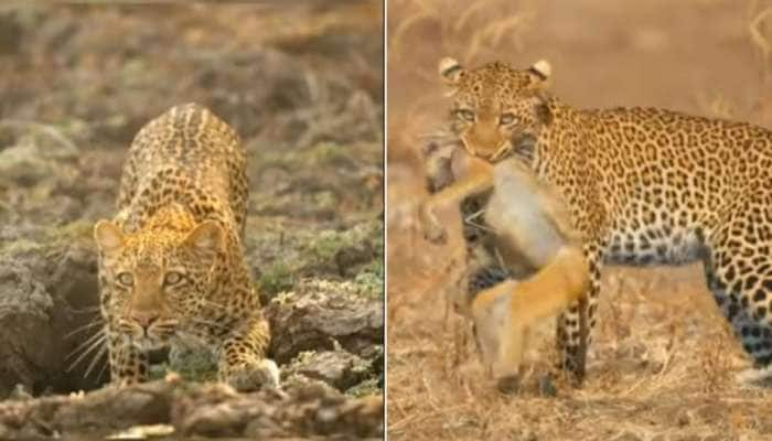 Hunt by Cheetah thrilling video goes viral