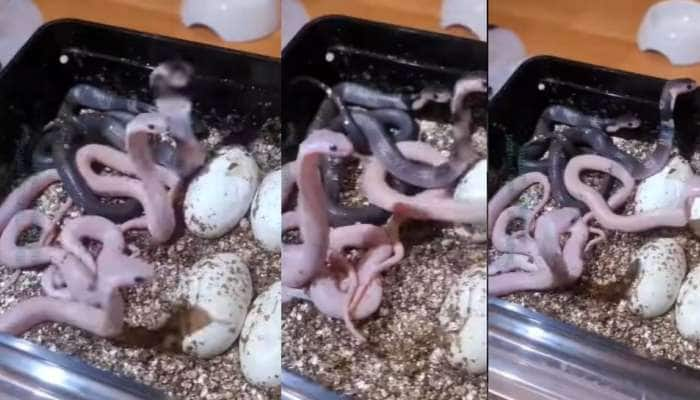 Snake Video: முட்டையைப் பார்த்தா கோபம் வரலாமா: சீறும் சர்ப்பங்கள்