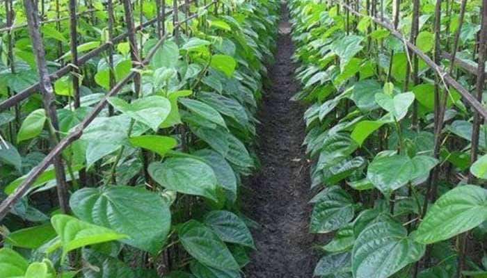 Betel Benefits: ஆரோக்கியத்திற்கான நம்பர் 1 ஜூஸ்: விலையும் மலிவு title=