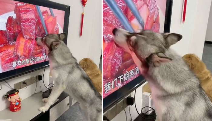 Funny Dog Viral Video: Dog Licks TV Screen, Know Reason Here 