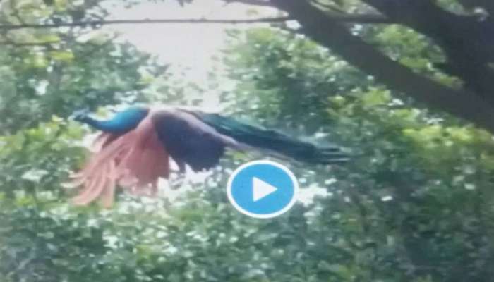 Viral Video: மயில் ஆடி பார்த்திருப்பீங்க; பாடி பார்த்திருப்பீங்க; பறந்து பார்த்திருக்கீங்களா