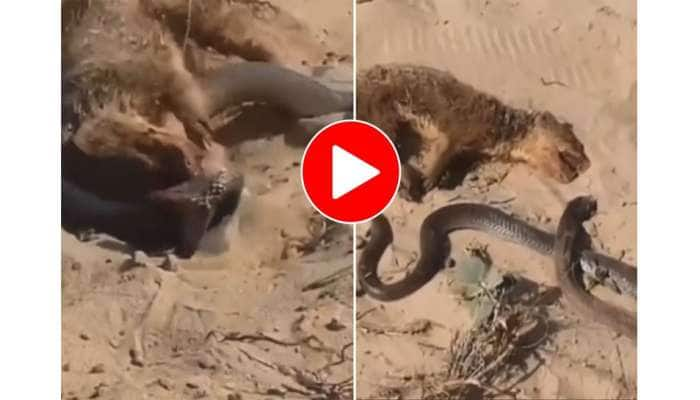 Viral Video: நாகப்பாம்பை கடித்து குதறும் கீரி; மனம் பதற வைக்கும் வீடியோ