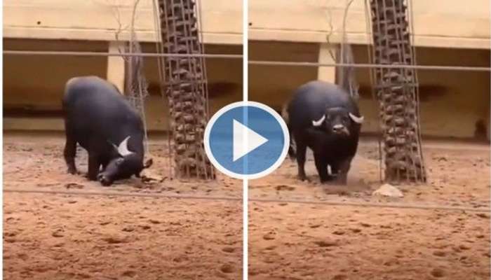 Animal Viral Video: Buffalo helps Tortoise in Heartwarming way