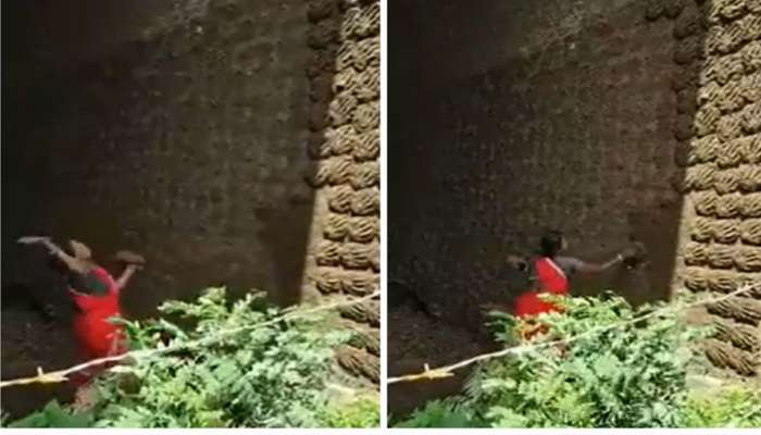 Funny Viral Video: Woman impresses Internet with her Cow Dung Sticking Talent