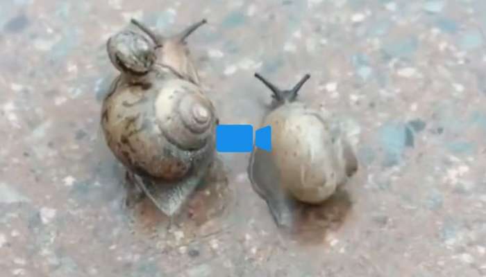 Snail Walking Video: தாளம் தப்பா நடன நடை பயிலும் நத்தையின் நர்த்தனநடை