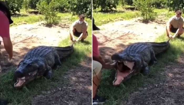 Crocodile Video: முதலை வாயிலிருந்து வெளியேறிய மனிதன்; வீடியோ வைரல்