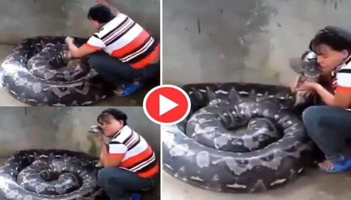 Python Viral Video: Woman Kisses Python, See what happens next