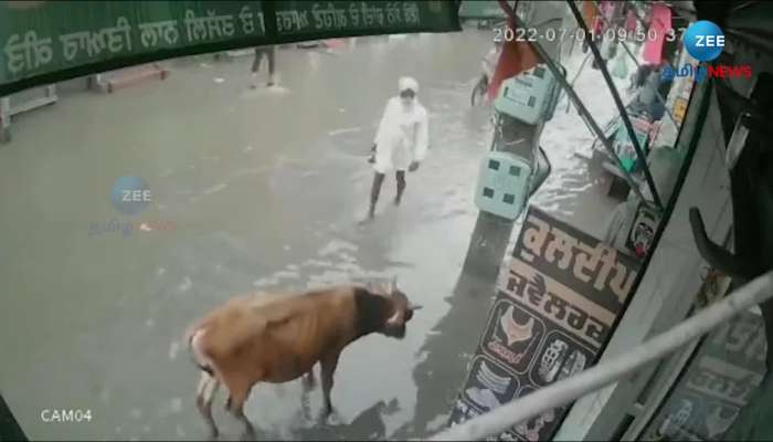 Viral Video: Man Saves Cow from Electrocution, Video goes Viral  