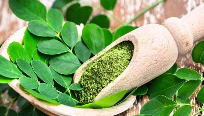 Drumstick Leaf Powder: நீரிழிவு,  இதய நோயாளிகளுக்கு வரப்பிரசாதமாகும் முருங்கை கீரை  பொடி title=