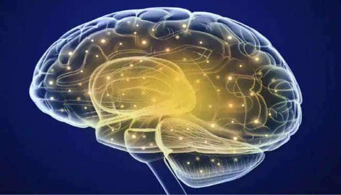 Boost Brain Function: இதை சாப்பிட்டா மூளை ஒழுங்கா வேலை செய்யும்