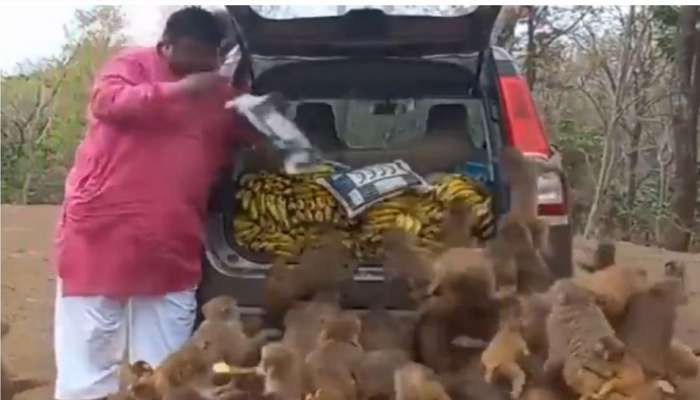 குரங்குகளுக்கு விருந்து வைத்து இணையத்தை அழ வைத்த நபர்: வைரல் வீடியோ title=