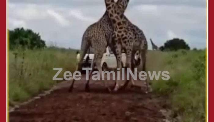 Rare Viral Video: Fierce Fight Between 2 Giraffes