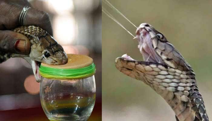 World Snake Day 2022: மருந்தாகும் பாம்பின் விஷம்; சில அரிய தகவல்கள்