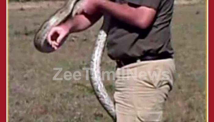 King Cobra Viral Video: Man plays with King Cobra, see what happens next
