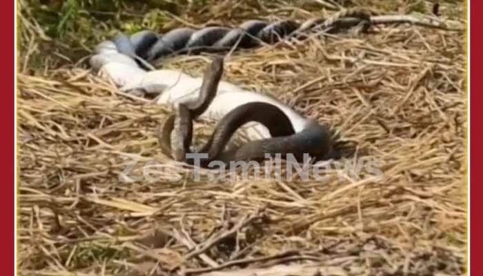 Snake Love Video: Netizens Amused, Video Goes Viral