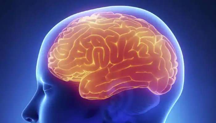 Brain Boosters: மூளையை சுறுசுறுப்பாக்கும் சில அற்புத மூலிகைகள்