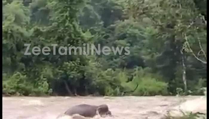 Viral video of elephant trapped in Flood in Kerala