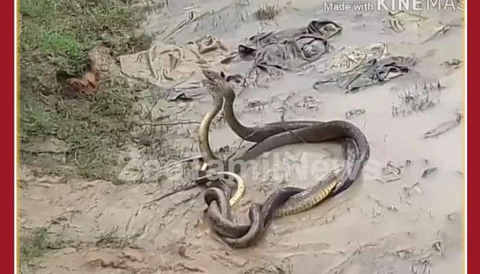Snake Love Video Sets Internet on Fire: Viral Video