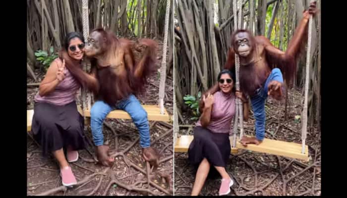 Viral Video: சிபேன்ஸி கொடுத்த ஹாட் ‘கிஸ்’; சொக்கி போன பெண்