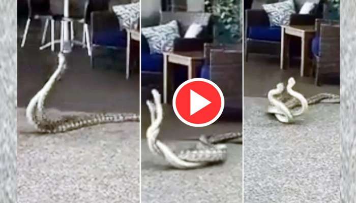 Snake Love Video: பின்னி பிணையும் பாம்புகள்; இது ஊடல் அல்ல... காதல் தான் என்கின்றனர் நெட்டிசன்கள் 