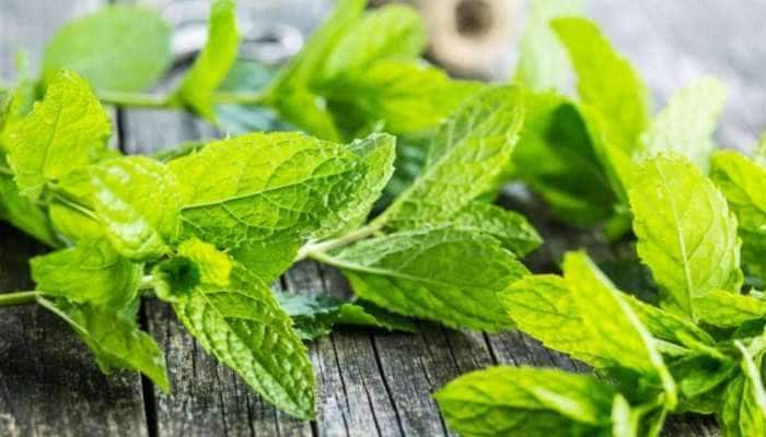 Herbal Tea Side Effects: இந்த ஸ்பெஷல் மூலிகை டீயை அடிக்கடி பருகலாமா?