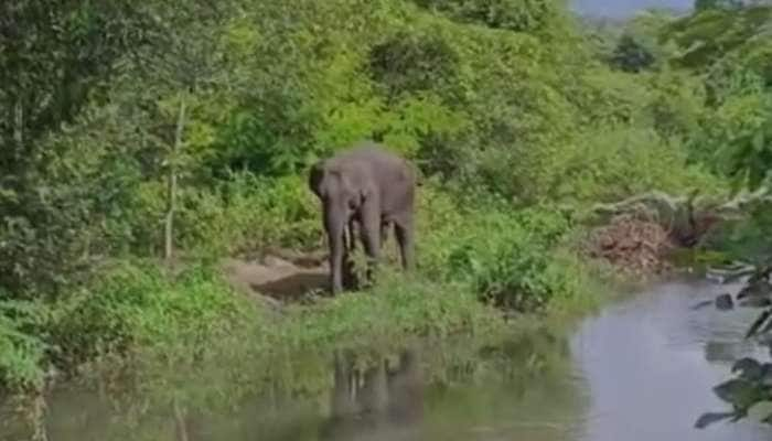 யானைக்கு யார் சிகிச்சை அளிப்பது? குழப்பத்தில் தமிழக - கேரளா வனத்துறையினர்!