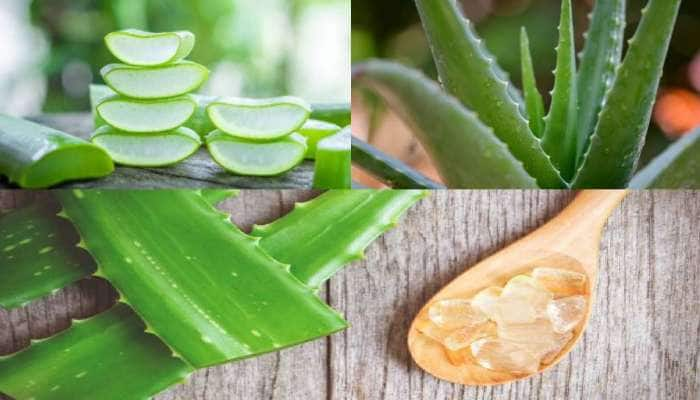 Health Alert: அளவுக்கு மிஞ்சிய ஆலுவேரா மிகவும் ஆபத்து