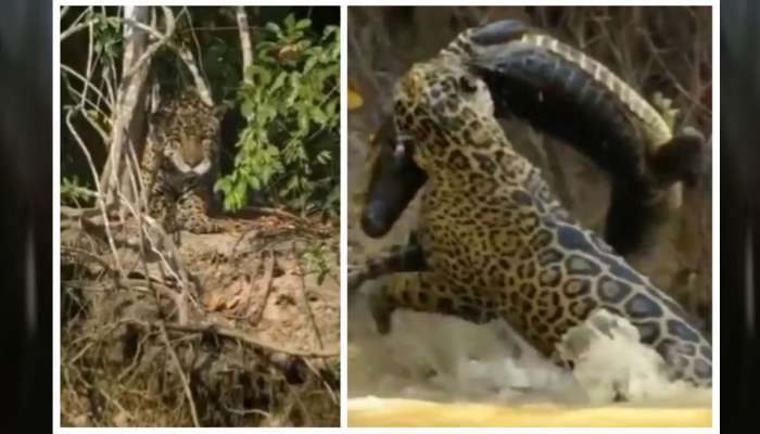 Bone Chilling Viral Video of Jaguar Vs Crocodile | Viral Video:  சிறுத்தையிடம் சிக்கி சின்னாபின்னமான முதலை; மனம் பதற வைக்கும் வீடியோ! |  Social News in Tamil