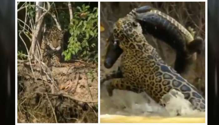 Bone Chilling Viral Video of Jaguar Vs Crocodile | Viral Video: சிறுத்தையிடம் சிக்கி சின்னாபின்னமான முதலை; மனம் பதற வைக்கும் வீடியோ! | Social News in Tamil Bone Chilling Viral Video of Jaguar Vs Crocodile | Viral Video: சிறுத்தையிடம் சிக்கி சின்னாபின்னமான முதலை; மனம் பதற வைக்கும் வீடியோ! | Social News in Tamil