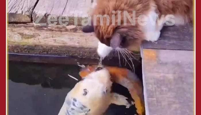 Funny Cat Video: Cute Cat Plays with Fish, Netizens Love it