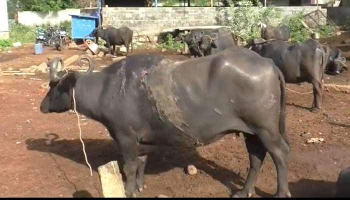 முன்விரோதம் காரணமாக எருமை மாடுகள் மீது ஆசிட் வீச்சு title=