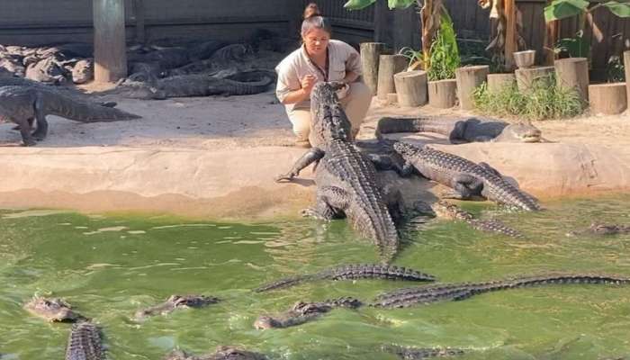 முதலைகளுக்கு இடையில் மாஸ் காட்டும் பெண்: வாய் பிளக்கும் நெட்டிசன்கள்