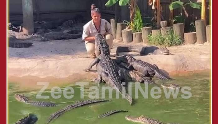 Viral Video: Woman Feeds Alligators with bare Hands, Netizens Shocked