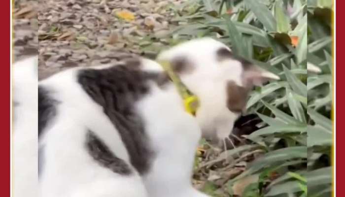 Viral Video: Snake Kisses Cat, See the Cat's Reaction