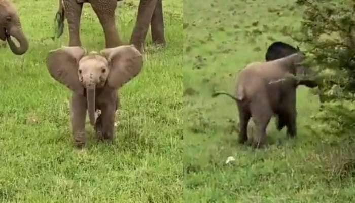 வம்பிழுத்துவிட்டு பயந்தோடும் யானைக்குட்டி! க்யூட் வீடியோ வைரல்!