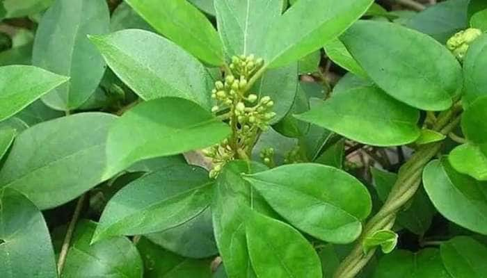 Herb for Diabetes: நீரிழிவு நோயாளிகளுக்கு வரப்பிரசாதமாகும் ‘சர்க்கரை கொல்லி’!