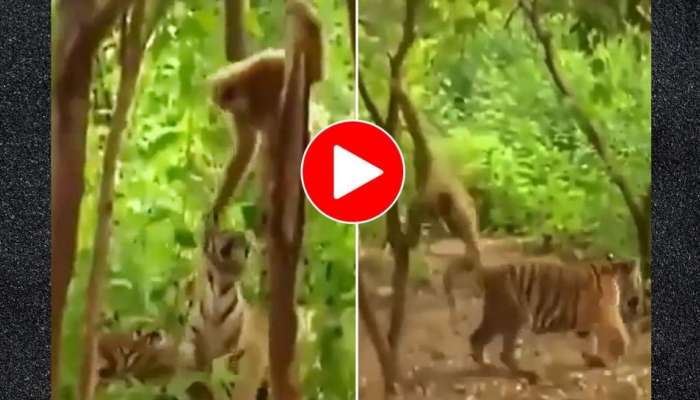 Viral Video: புலியின் காதை திருகி சீண்டும் குரங்கு; கடுப்பான புலி!