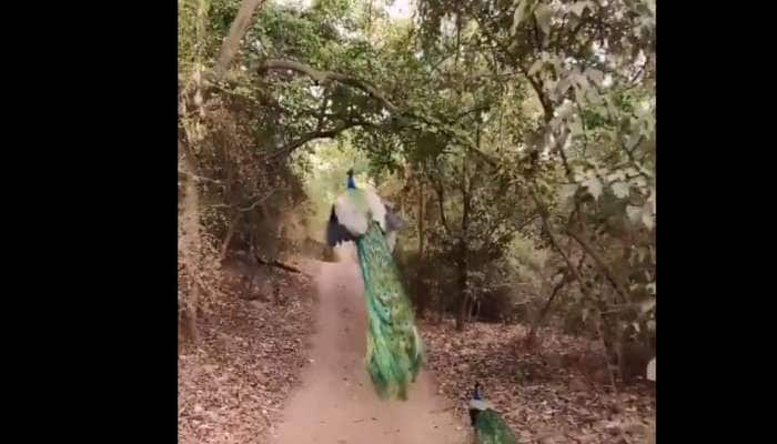 Viral Video: மயில் தோகை விரித்து ஆடி பார்த்திருப்பீங்க; பறந்து பார்த்திருக்கீங்களா!