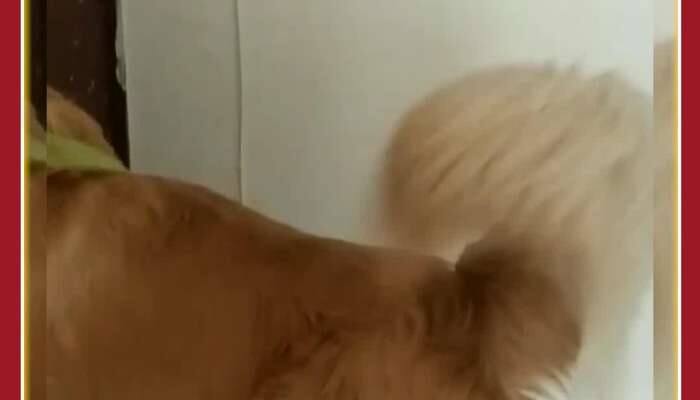 Cute Viral Video: Pet Dog Dance in Rain Amuses Netizens