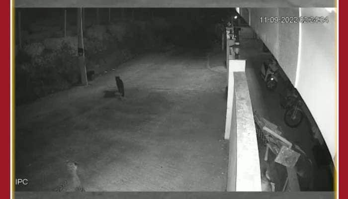 Scary CCTY Footages of 4 Leopards Roaming in Residential Area Creates Panic