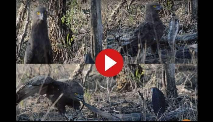 Viral Video: ராஜ நாகத்தை வேட்டையாட துடிக்கும் கழுகு;  காட்டில் நடக்கும் போராட்டம்! 