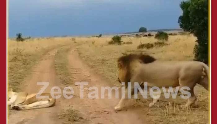 Funny Viral Video: Lion goes near Lioness Secretly, See what Lioness Does