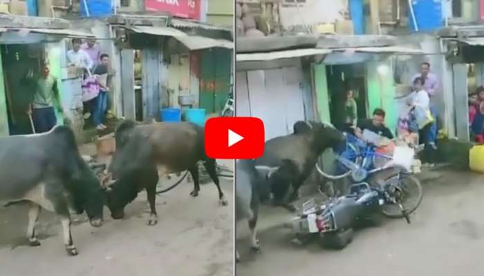 BULL FIGHT: சீறி சினந்து முட்டி மோதும் காளைகள்! கொம்பு சீவி விட்டது யாரோ?