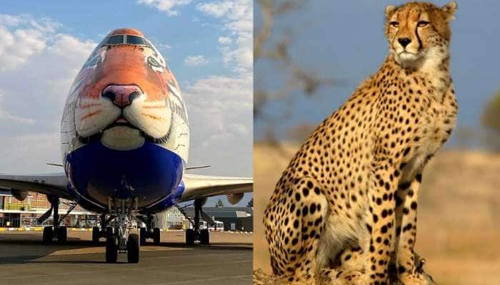 Mission Cheetah: நமீபியாவில் இருந்து சிறப்பு விமானம் மூலம் இந்தியா வரும் 8 சிறுத்தைகள்! title=